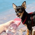 Squeeze Pet.Este squeeze é projetado para cães pequenos e grande